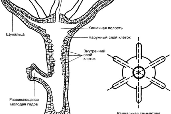 Кракен актуальная ссылка тор