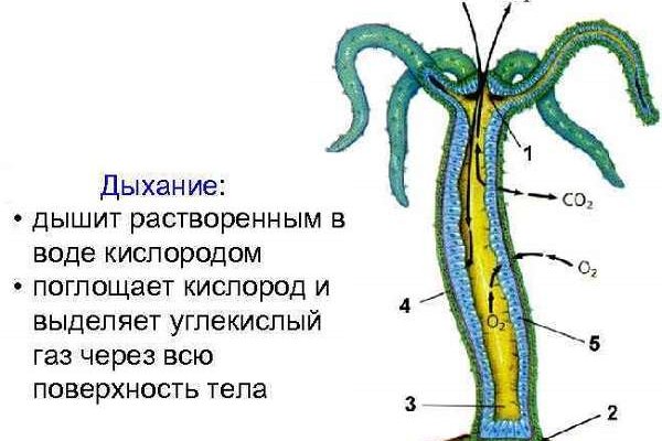 Пользователь не найден кракен даркнет